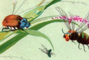 1880s Victorian Trade Card Insects Beetles Bugs Fly Wasp F151