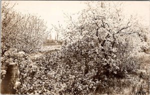 Appleton Wisconsin Beautiful Floral Bushes John A Winn Broeg Family Postcard Z17