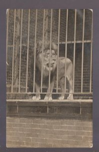 Chicago ILLINOIS RPPC 1914 ZOO Interior LION IN CAGE Mane ANIMAL PARK IL