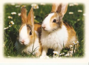 Animals. Two rabbits Modern German  photo postcard. Size 16 x 11 cms.