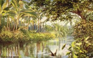 fiji islands, River Scene, Nadi Creek (1910s) Tuck Oilette