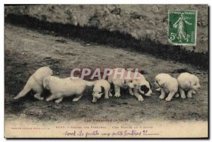 Old Postcard Dogs Dogs Dogs Pyrenees Pyrenees A litter of 8 days