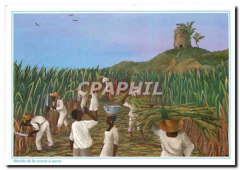 Modern Postcard Images of Harvest Antilles sugarcane