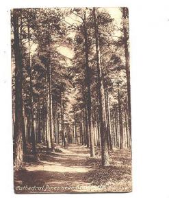 Cathedral Pines near Bramscholl, England,