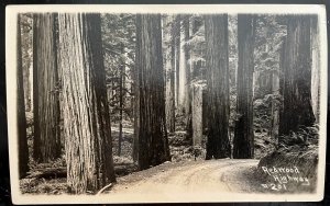 Vintage Postcard 1930's Redwood Highway (REAL PHOTO) California (CA)