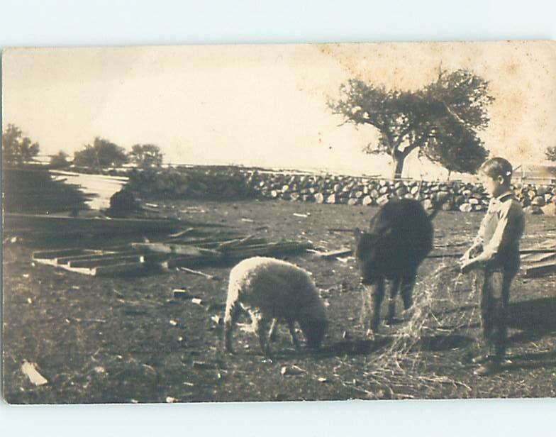 Pre-1918 rppc BOY HOLDING HAY BESIDE SHEEP AND DONKEY ON THE FARM HL9931