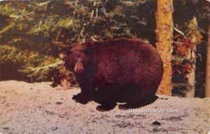 American Black Bear Bear Postcard