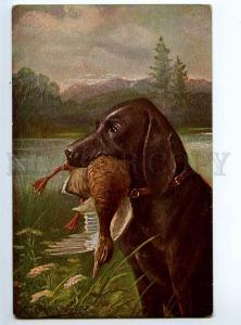 234447 HUNT Duck POINTER by MULLER Vintage postcard #506
