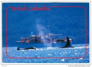 Killer Whale Watching  , B.C. , Canada , 50-70s