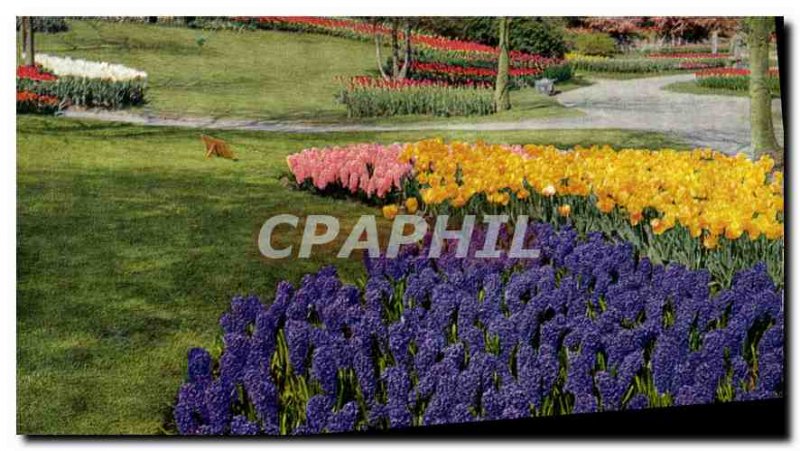 Modern Postcard Keukenhof Lisse Holland