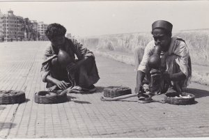 Snakes Indian Snake Charmers Real Photo