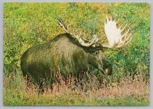 Animal~Alaskan Bull Moose~Continental Postcard