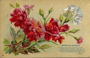 Flowers Carnation Pure and Deep Love 1910