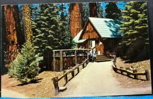 California Giant Forest Lodge Sequoia National Park Vintage Postcard  