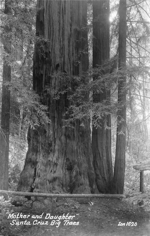 RPPC Mother and Daughter SANTA CRUZ BIG TREES Zan Photo c1940s Vintage Postcard