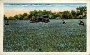 Picking Blue Bonnets - Misc, Texas