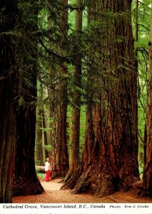Canada Vancouver Island Cathedral Grove Giant Trees