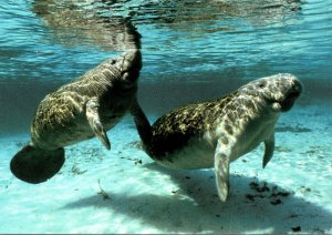 Manatee Or Sea Cow World's Only Totally Aquatic Vegeterian Mammal