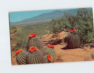 Postcard Barrel Cactus on the Desert