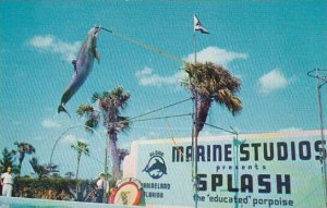 Florida Saint Augtustine Algae The Porpoise High Jumps 16 feet At Marineland