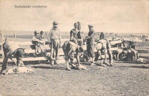 Buenos Aires Argentina Shearing Sheep Farming Scene Vintage Postcard AA44163