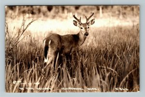 RPPC Ishpeming MI-Michigan Deer In The Velvet Real Photo c1946 Postcard