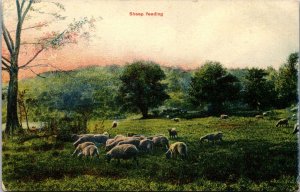 Sheep Feeding Grazing Reicher Bros early 1900's vintage Postcard