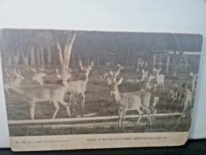 Postcard DEER in BILLMEYER'S PARK in Washingtonville,PA