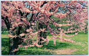 Postcard - Redbud (Cercis canadensis)