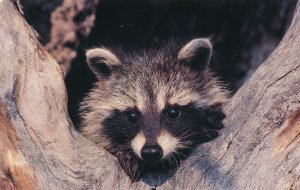 Curious Young Raccoon in Tree - Signed by Photographer Dave Tripiciano - Animal