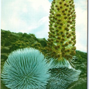 c1970s Maui, HI Volcano Haleakala Silversword Plants Bloom Flower Chrome 4x6 M15