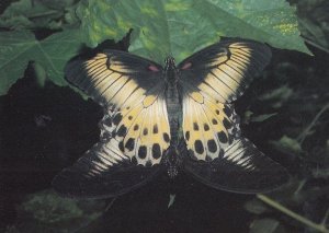 Papilio Memmon Butterfly Butterflies Postcard