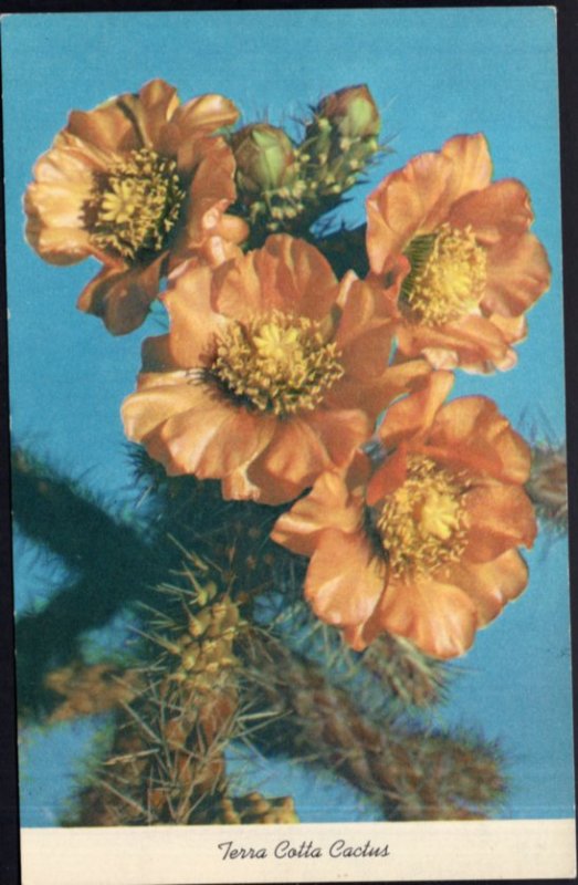 TERRA COTTA CACTUS Flowers - Chrome