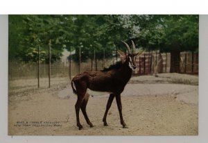 Sable Antelope