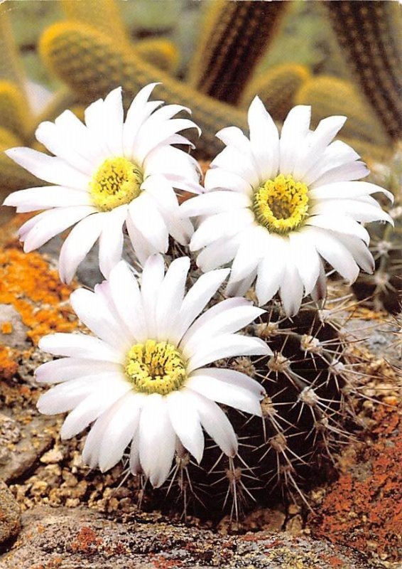 Acanthocalycium klimpelianum Finland, Suomi 1984 