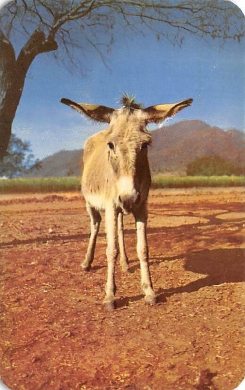 Desert Canary Donkey Unused 