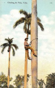 Cuba,  CLIMBING THE PALM  Man Using Rope To Climb Huge Tree  c1910's Postcard