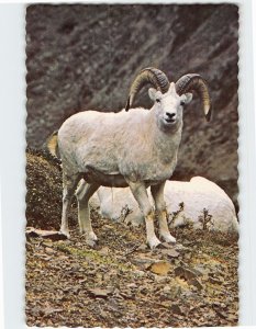 Postcard Dall Sheep, Alaska