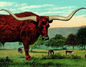 Vtg Postcard Texas Long Horn Steer Width of Horns 9 Ft. 6 In UNP Seawall