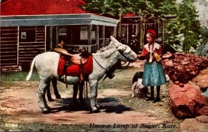 Donkey Have A Lump Of Sugar Kate 1909