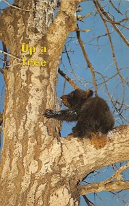 Up a tree Bear Unused 