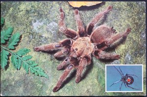 Tarantula and Black Widow Spiders KU Museum of Natural History Lawrence KS