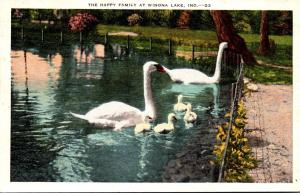 Indiana Winona Lake White Swans On Winona Lake Lagoon