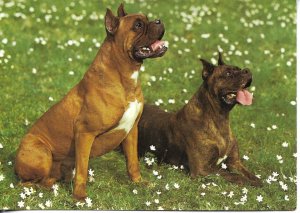 Two Boxer dogs  Modern Swiss photo postcard 1970s