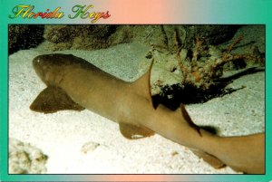 Florida Keys Gentle Shark Along The Reef