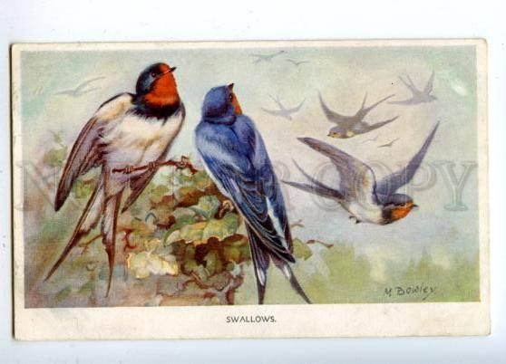 160657 HUNT Bird SWALLOW by BOWLEY Vintage Colorful PC