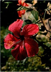 VINTAGE CONTINENTAL SIZE POSTCARD 7 SURINAM BIRDS ON REAR OF HIBISCUS FLOWER