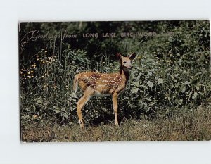 Postcard Spotted Fawn, Greetings from Long Lake, Birchwood, Wisconsin