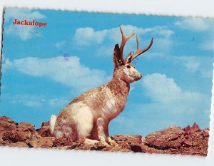 Postcard Jackalope