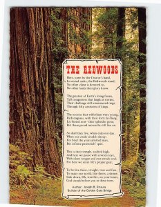 Postcard The Redwoods, Northwest California